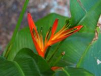 Rote Heliconia oder Hummerschere - La Digue
